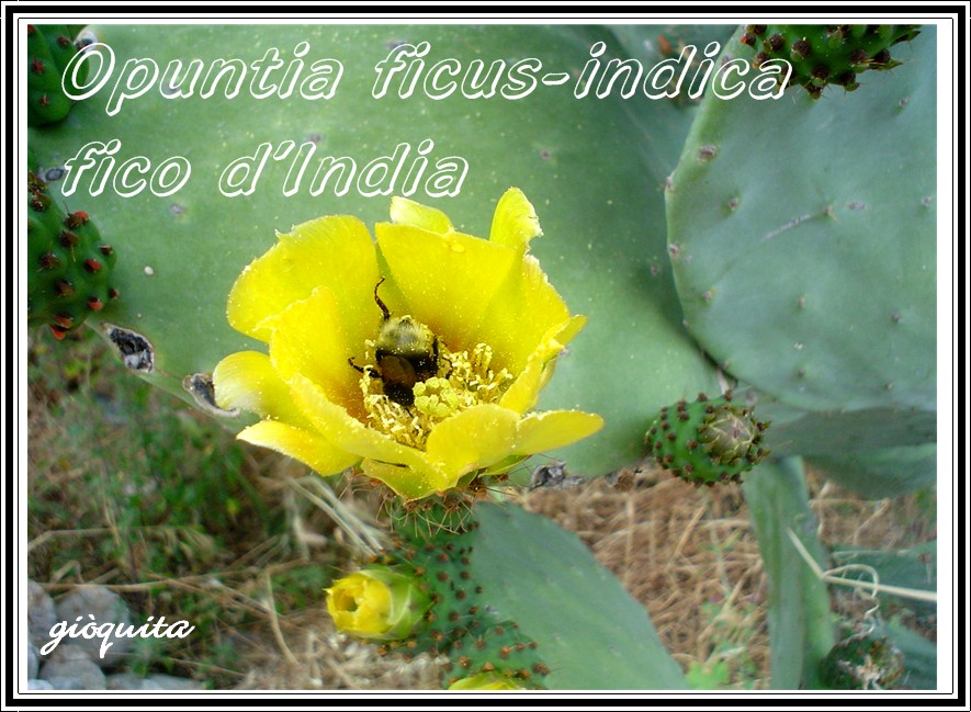 Opuntia ficus-indica : un piatto x Voi